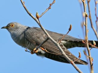 Leutar.net Zašto smo pizde?