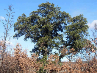 Leutar.net Dub Svetog Save