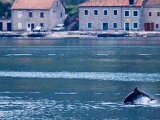 Leutar.net Razigrani delfin u Kumboru! (VIDEO)