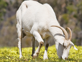 Leutar.net Kozje mlijeko najveći je zaštitnik vašeg zdravlja
