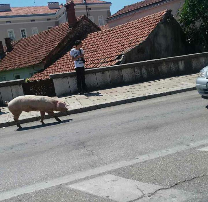 "Swine Travel" u posjeti Trebinju (FOTO) Leutar.net Leutar.net "Swine Travel" u posjeti Trebinju (FOTO)