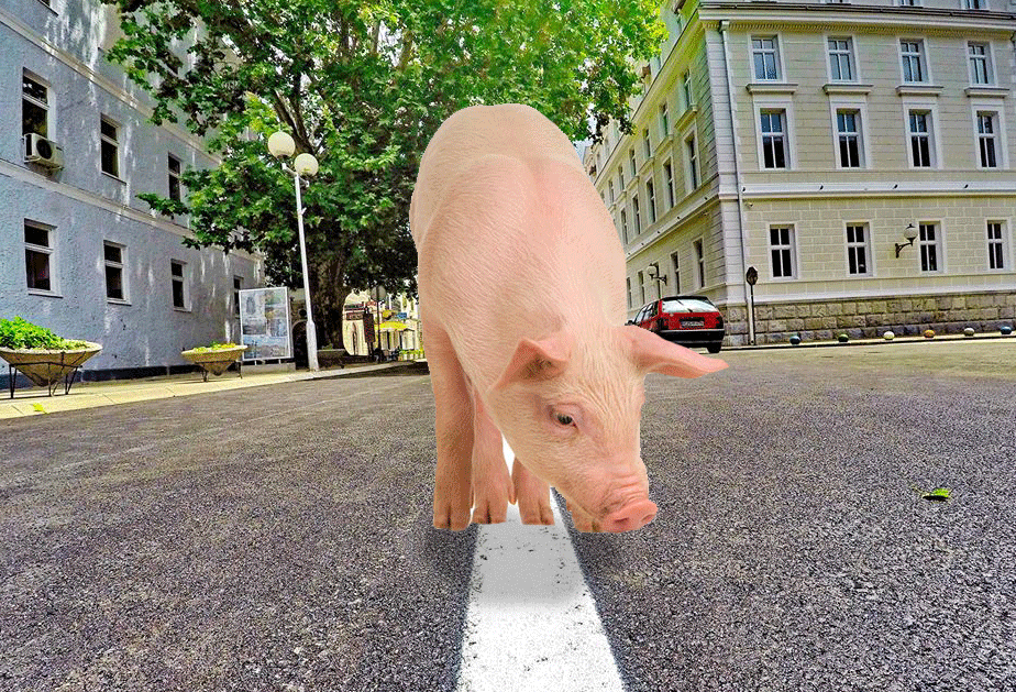 "Swine Travel" u posjeti Trebinju (FOTO) Leutar.net Leutar.net "Swine Travel" u posjeti Trebinju (FOTO)