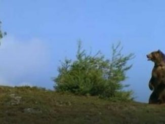 Leutar.net Opet Gačanin oči u oči s medvjedom