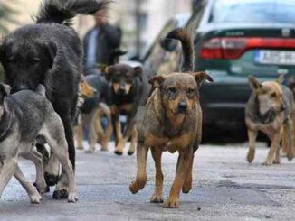 Leutar.net Gatački psi masovno bježe pred najezdom Kineza