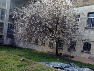 Leutar.net Džanarika najavila proljeće: Probeharalo jedno od najstarijih stabala u Trebinju