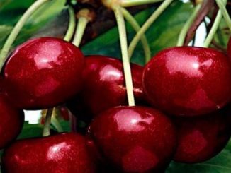 Leutar.net Mostarske Trešnje