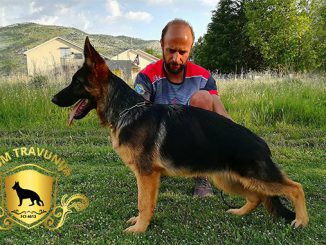 Leutar.net Odgajivačnica pasa "Vom Travunija": svjetska, a naša!