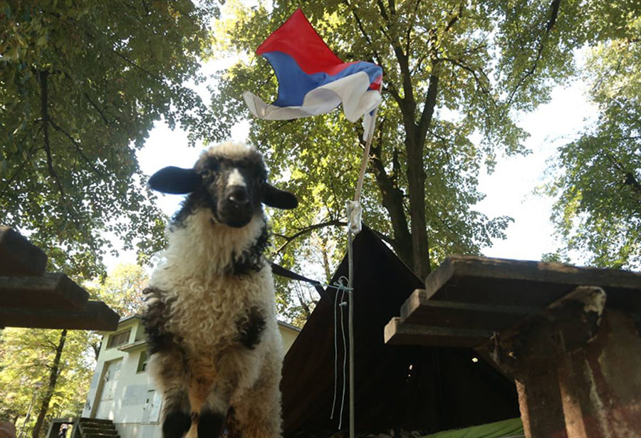 Leutar.net Stočar poklanja Vladi Srpske posljednje jagnje (FOTO)