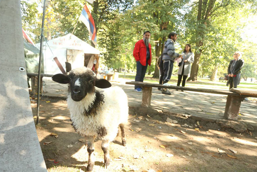 Leutar.net Stočar poklanja Vladi Srpske posljednje jagnje (FOTO)