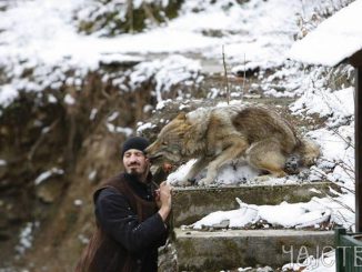 Leutar.net Neobična priča o monahu i vučici: U manastiru Kovilju postoji jedinstven zoološki vrt u slobodi, gdje zvijeri pripitomljavaju čovjeka i uče ga o ljubavi