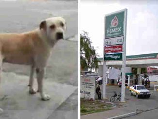 Leutar.net Pas lutalica kojeg su usvojili radnici na benzinskoj pumpi spriječio oružanu pljačku