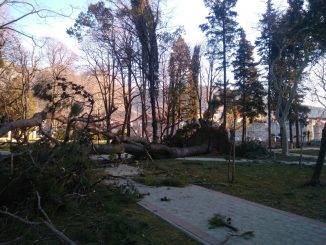 Leutar.net Uništeno više stabala u parku u Trebinju