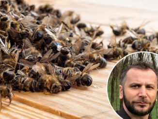 Leutar.net Uginula zajednica pčela nije sramota, ali je opasnost!