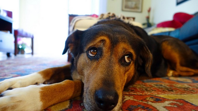 Leutar.net Pravi razlog zašto psi žive kraće od ljudi