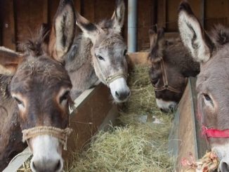 Leutar.net Tamo gdje magarci uživaju i iscjeljuju