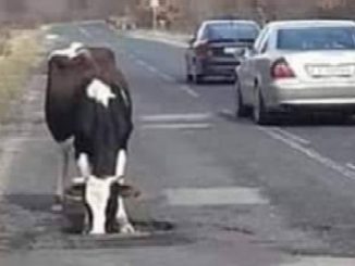 Leutar.net Pojilište na magistralnom putu u Hercegovini