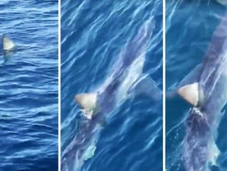 Leutar.net Veliki morski pas snimljen uz obale Makarske (VIDEO)