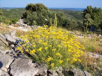 Leutar.net O smilju se više i ne piše – što nije crklo crknuće