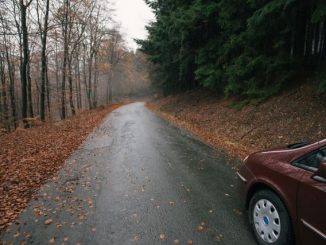 Leutar.net Vozač je dao gas i ubrzao: Holanđani ostavljaju djecu u šumi da "brže odrastu"?