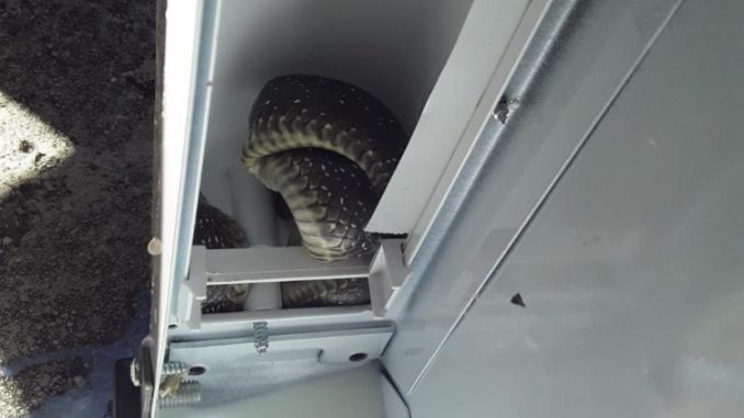 Leutar.net Trebinjka našla zmiju u frižideru