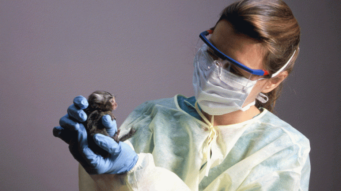 Leutar.net Naučnici stvorili hibrid čoveka i majmuna: Važno otkriće za transplantaciju organa povlači i etička pitanja