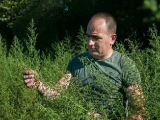 Leutar.net Petar Mihić iz Ljubinja već 8 godina uzgaja slatki pelin – Čudotvorna biljka efikasna i u liječenju korona virusa