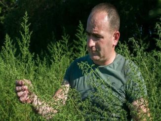 Leutar.net Njemački naučnici smatraju kako u Hercegovini raste lijek protiv korone!