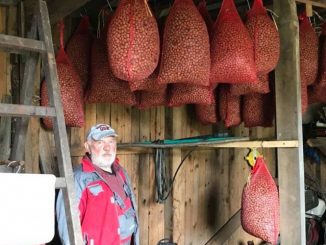 Leutar.net Uzgaja lješnik, krušku, šljivu: "Bolje raditi nego sjediti u kafani"