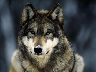 Leutar.net Zašto je Srbin vuk: Kult vuka u srpskom narodu