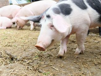 Leutar.net Prasad skuplja u RS nego u Njemačkoj