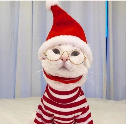 Leutar.net Upoznajte Zappu, najbolje stilizovanu i najfotogeničniju mačku na Instagramu
