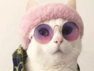Leutar.net Upoznajte Zappu, najbolje stilizovanu i najfotogeničniju mačku na Instagramu