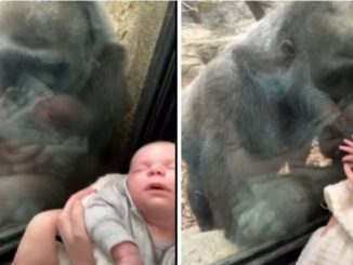 Leutar.net Majka došla u zoološki vrt s bebom, gorila dovela svoje mladunče da ga pokaže