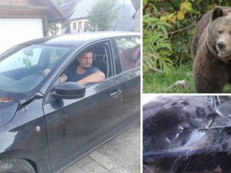 Leutar.net Medvjed na putu u Hrvatskoj napadao automobile
