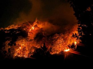 Leutar.net GORE PLUĆA HERCEGOVINE: Pred našim očimana nestaje u hektarima višedecenijska zdrava crnogorična šuma