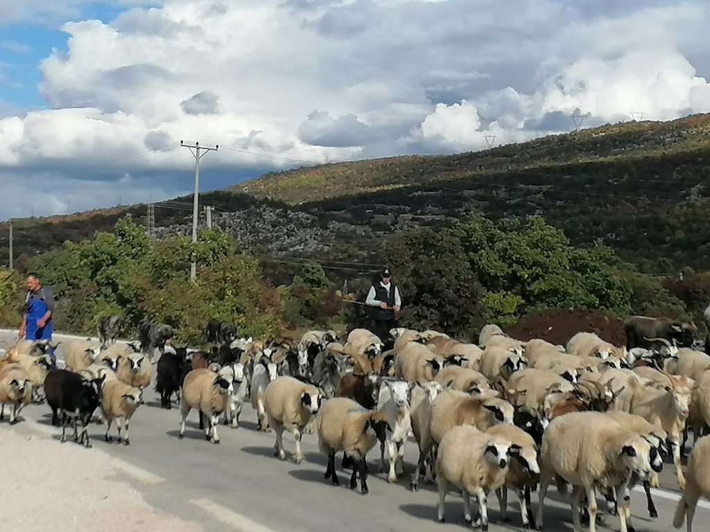 Leutar.net Hercegovački nomadi prebacuju stoku na jug, putevima gospodare stada