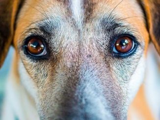 Leutar.net Nauka potvrđuje da psi mogu prepoznati lošu osobu
