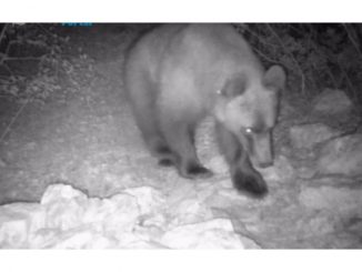 Leutar.net Medvjedi i vukovi haraju južnom Hercegovinom