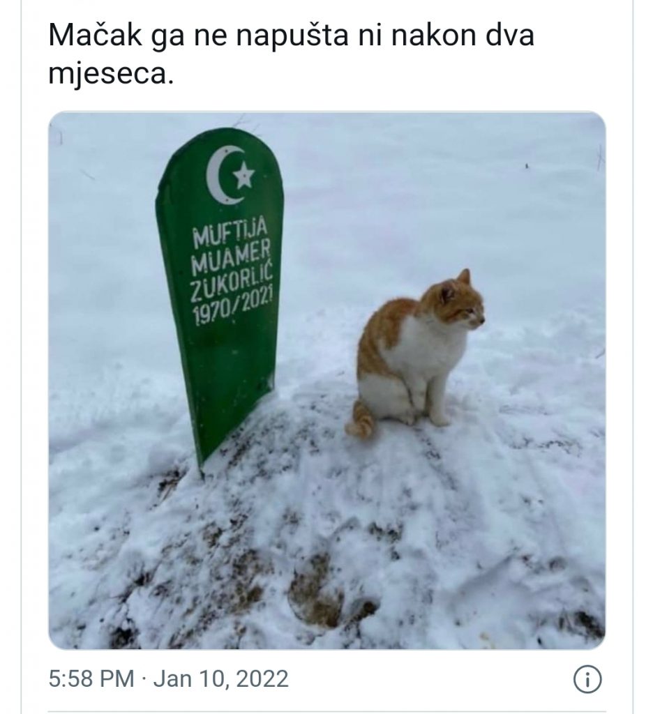 Leutar.net Mačak muftije Zukorlića i dalje na mezaru svog preminulog vlasnika