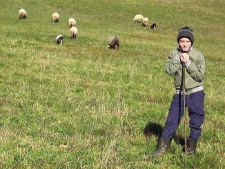 Leutar.net VIDEO Džeparac troši kako bi proširio svoje stado ovaca, njegova priča oduševila regiju