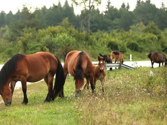 Leutar.net Trebinjci masovno hvataju divlje konje