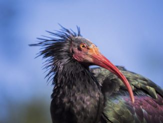 Leutar.net Rijetka ptica koja je izumrla u Evropi stigla do ušća Neretve