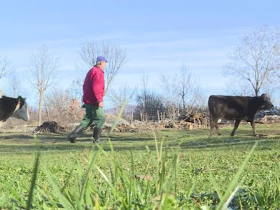 Leutar.net Bilećanin nakon 40 godina novinarstva brine o maloj farmi (VIDEO)