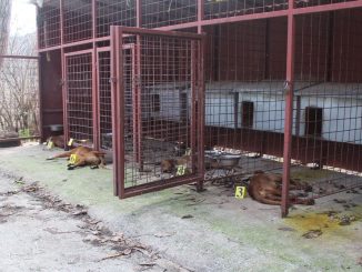 Leutar.net Trebinjski lovci sve glasnije negoduju, otrovano više od 20 lovačkih pasa